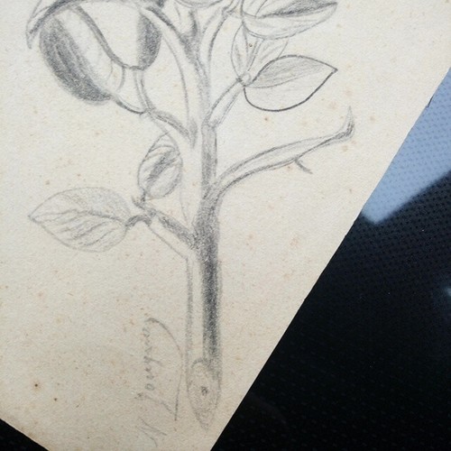 Dibujo Firmado: Rama Árbol Frutal - Picture 8 of 10