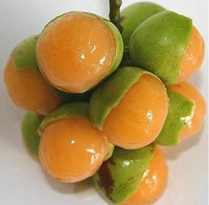 Quenepa-live-fruit-tree-from-Puerto-Rico-Melicoccus-bijugatus