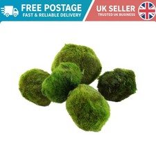 Natural Marimo Moss Balls — Water-Purifying Aquarium Decor