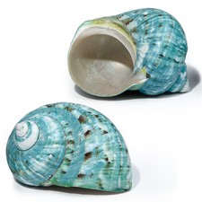 2 PCS Large Conch Shell 4"4.5" Natural Seashells For Hermit Crab Fish Tank