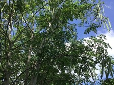 20 Seeds Organic Moringa oleifera Drumstick from Florida for Planting