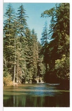 ELIM GROVE on Austin Creek, Russian River RA, Cadazero CA 1950's Postcard