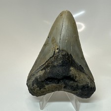Megalodon Shark Tooth 3.75 Inch - Beautiful - Real Fossil - Natural Teeth 20675