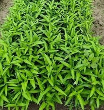 Water Spinach Seeds Aprox 100 ????????,thai, Kolmi Shak Morning Glory 100 Seeds