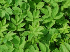 Frische Kaninchen Futter-Windel Karton voll-Löwenzahn, Girsch, Brennelseel e.c.t