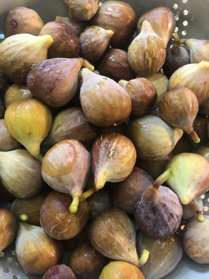 5 Celeste Fig Tree Cuttings, Totally Unique Berry Flavor Profile, Early Producer - Image 2 of 4