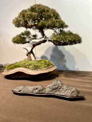 ulmus japonica bonsai ULMUS MINOR bonsai, formal erect style main image 1