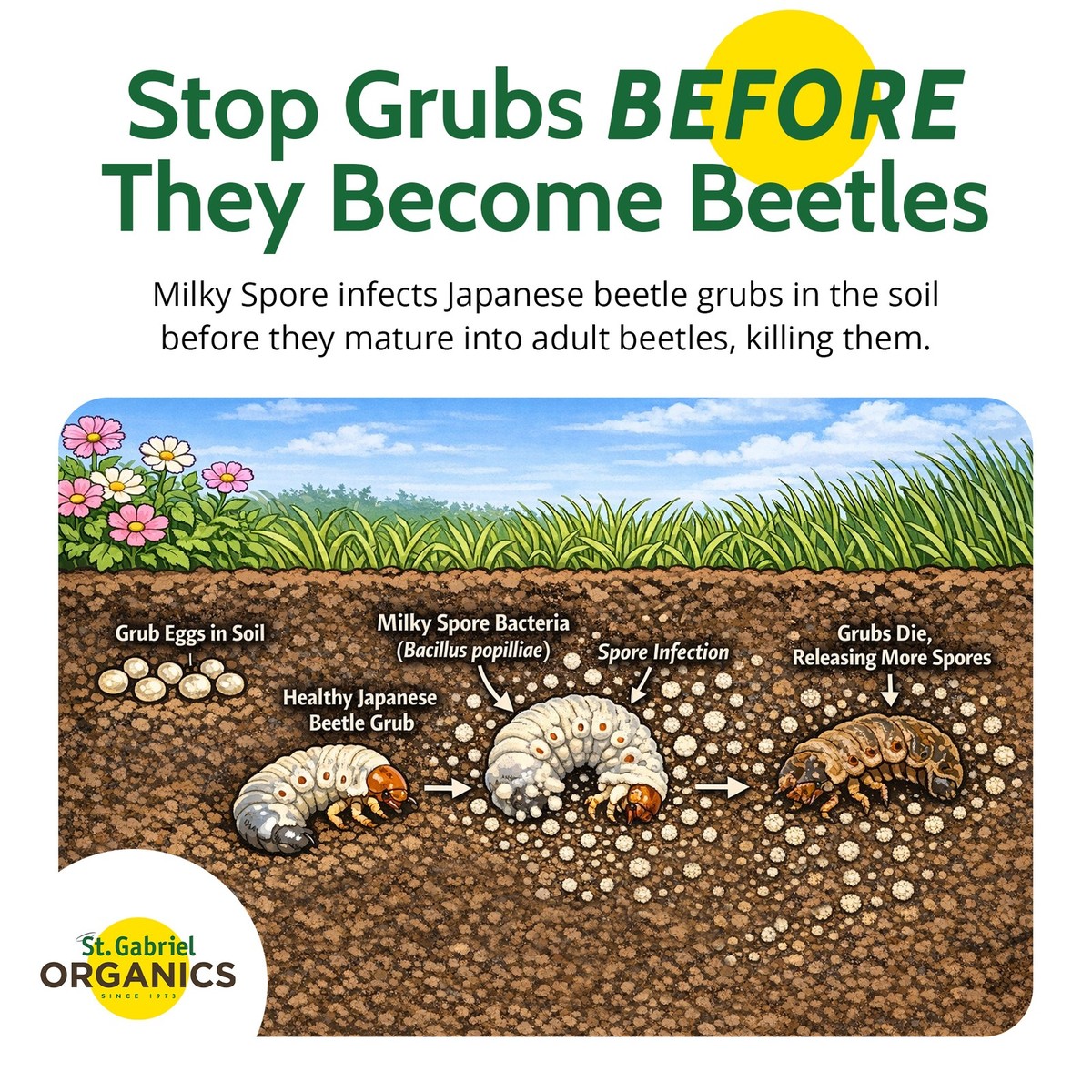St. Gabriel Organics Milky Spore Japanese Beetle Grub Killer St. Gabriel Organics Milky Spore Japanese Beetle Grub Killer