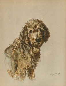 OTTERHOUND VINTAGE 1937 DOG ART PRINT by ARTIST K F BARKER