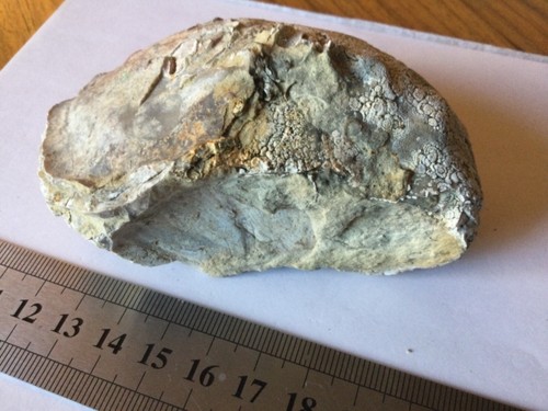 Huître Fossile 9 cm X 7cm X 4 cm / 291 g ( Jurassique ? ) Rare - Picture 6 of 10