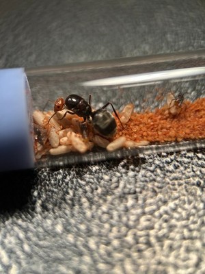 Cherry Headed Honeypot Ant Colony 5-10W (Myrmecocystus Placodops) - FEEDER