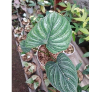 fernwood mikado snake plant Sansevieria Fernwood