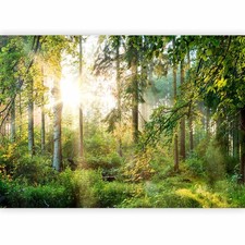 NATUR LANDSCHAFT WALD BAUM Fototapete Vlies Tapete xxl Sonnenuntergang Bäume