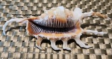 Exquisite Lambis Scorpius - Scorpion Spider Conch - Top Choice 140mm 5.5 Inches