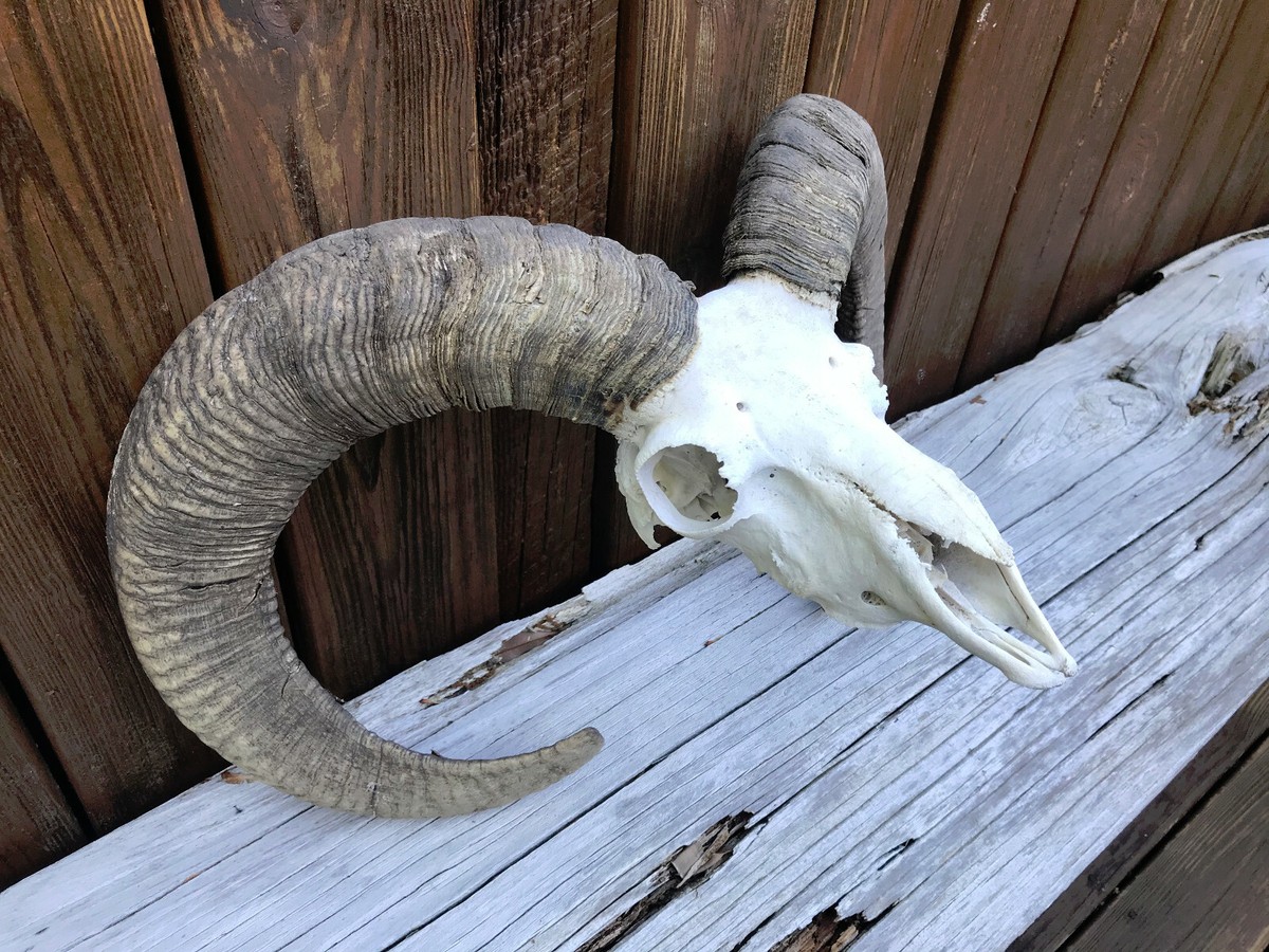 Taxidermy RARE RED SHEEP Skull Nice Big Horns = hybrid Armenian