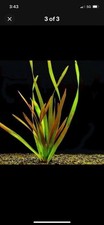 Jungle Vallisneria / For Ponds Or Aquariums