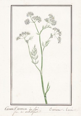 Kümmel Caraway Gewürz spice Blume Botanik botany flower Aquarell drawing 1830