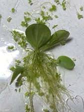 Water Lettuce Live Floating Aquarium Plant Freshwater Tropical Beginner