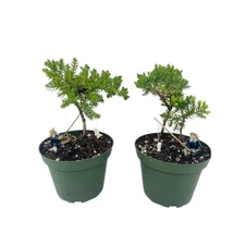 Juniper Procumbens Nana Bonsai Tree Live 2 Plants 4-5" Tall In 4" Pots & Fishman