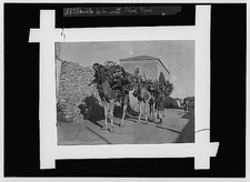 Camels laden with olive wood,Caravan,American Colony Jerusalem Photo Dept,c1910