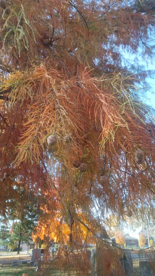 ☆250☆ Bald Cypress Tree Seeds for Planting - Image 3 of 4