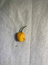 12 Fresh Yellow Moruga Scorpion Pods-Ripen and Green Unripen