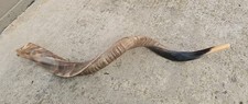 Natural Yemenite Kudu Shofar Horn 29"