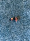 ALOCASIA CORMS RED CUPREA SET OF 2 — photo 1
