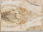 Black-line Spalted Curly Maple Wood 0828 Luthier 5A Guitar Top 22x 16x .312 — photo 3