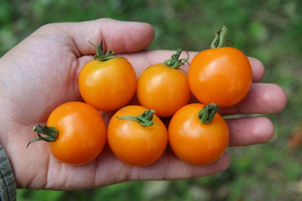 Sungold Select Tomate - Tomato 5+ Semillas - Stabtomate resistente a las semi...