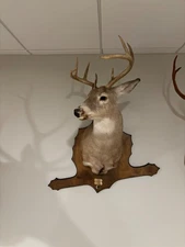 Whitetail Deer Shoulder Mount