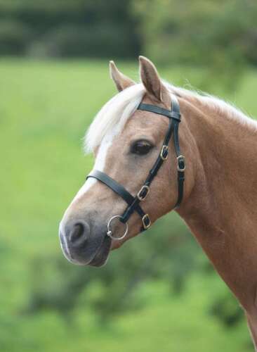 Shires Velociti Gara Plain In-Hand Horse/Pony Bridle, 2 colours, 4 sizes