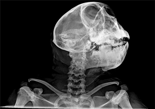VET SETS A or B or C or D 6x animal X-RAYs imaged onto film lightbox radiography - Picture 32 of 34