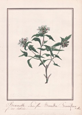 Braunelle common self-heal botany flower flower botany watercolor drawing 1830