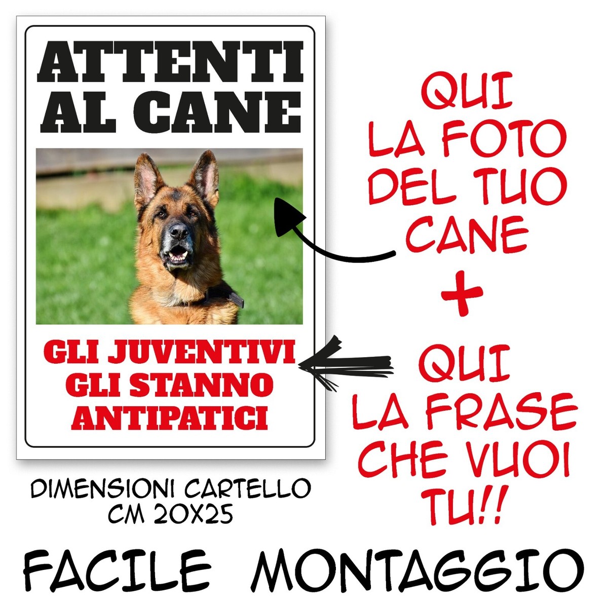 Targhetta con attenzione al cane santo bernardo pelo corto Targhetta con attenzione al cane santo bernardo pelo corto