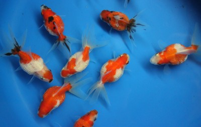 pearlscale goldfish for sale