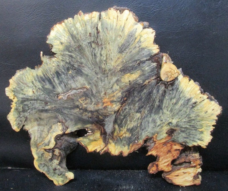 Buckeye Burl Wood Natural Edge Slab Crafts  #D724  27" x 21" x 2"