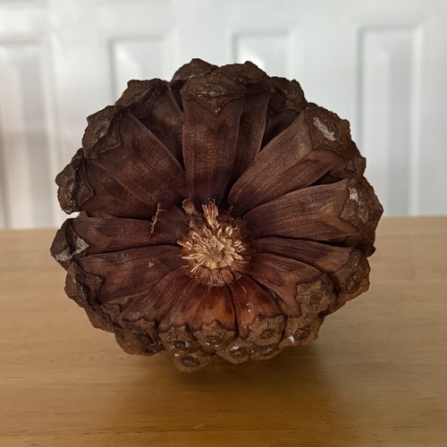 JUMBO PINECONE XL LONGLEAF PINE 7.75" HIGH 5" W DISPLAY DECORATE CHRISTMAS CRAFT - Picture 6 of 6
