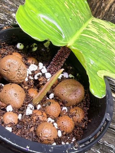 Premium Rare Philodendron squamiferum Variegated - Picture 7 of 8
