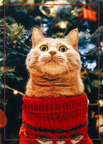 Cat Wearing Festive Red Sweater Funny 