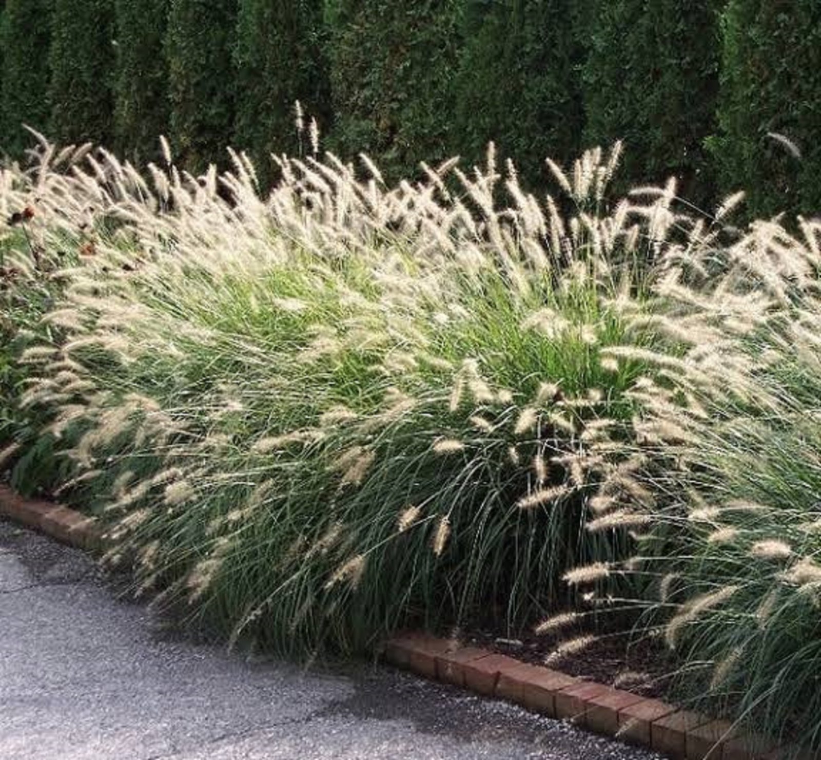 FOUNTAIN GRASS SEEDS PENNISETUM ALOPECUROIDES SEED ORNAMENTAL GRASS eBay