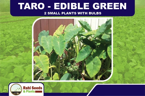 TARO - Edible Green - 2 Small Plants with Bulbs
