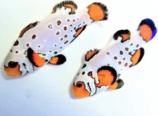 2-Pack Extreme Bullet Hole Clownfish Tank Bred, Reef Safe Live Fish Saltwater Aq