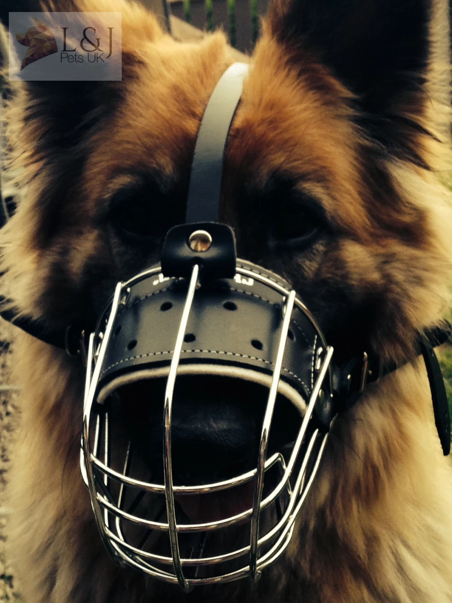 Dog Muzzle German Shepherd Labrador Similar Dogs Strong