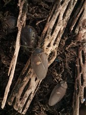 Big black beetle mimic cockroach Ergaula pilosa starter colony 10 mixed