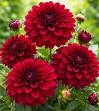 Embassy Dahlia Premium Tubers Deep Red Dinnerplate 5 Bulbs