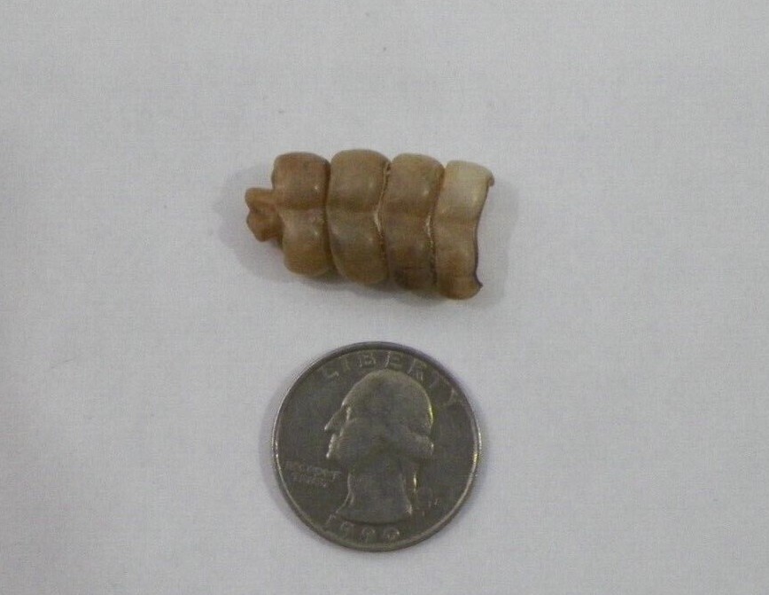 Rattlesnake Rattle (Lot H34)(Crafts Jewelry)Snake Tail