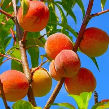 Lot of Six (6) Late Summer Elberta Peach Tree Seeds Pits Fruit 2025 Crop