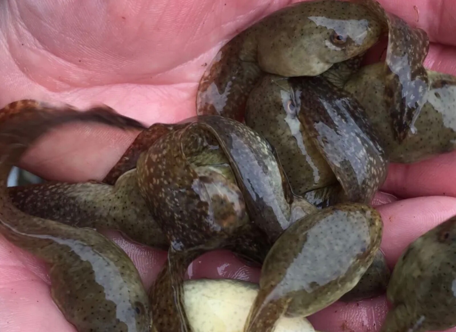 Tad poles,25XL,Bullfrog.Algae eaters. Koi pond maintainers.1 each. 25