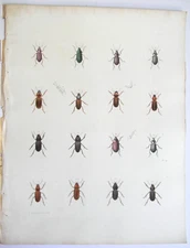 Beetle Insects 1854 Hand-color Real Antique Book Plate #19 Emmons & Pease Foxing